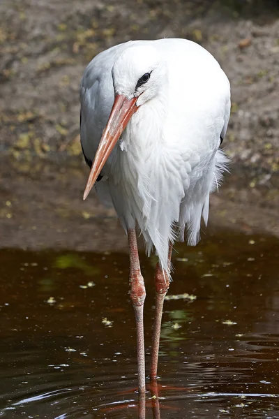 Cegonha-branca (Ciconia ciconia) — Fotografia de Stock