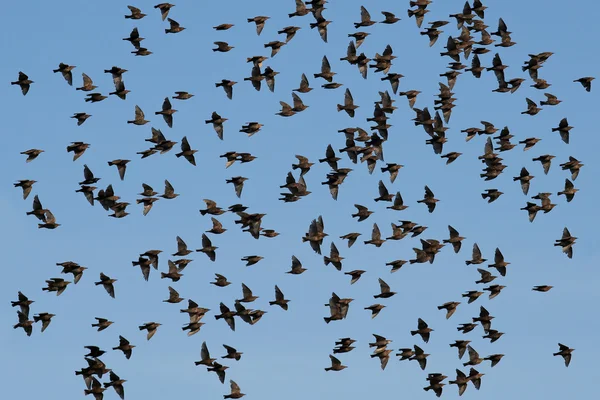 Common Starling (Sturnus vulgaris) — Stock Photo, Image
