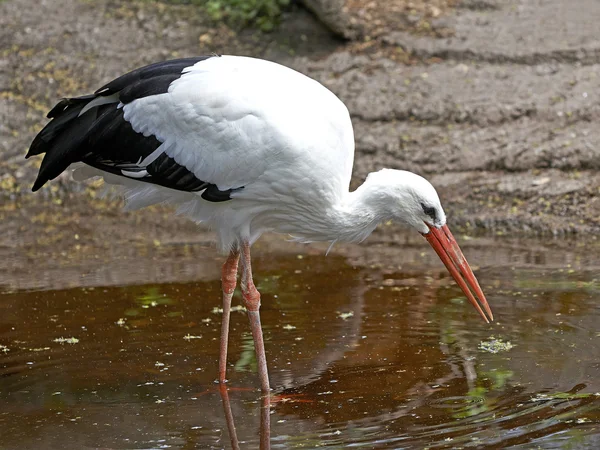 Cegonha-branca (Ciconia ciconia) — Fotografia de Stock