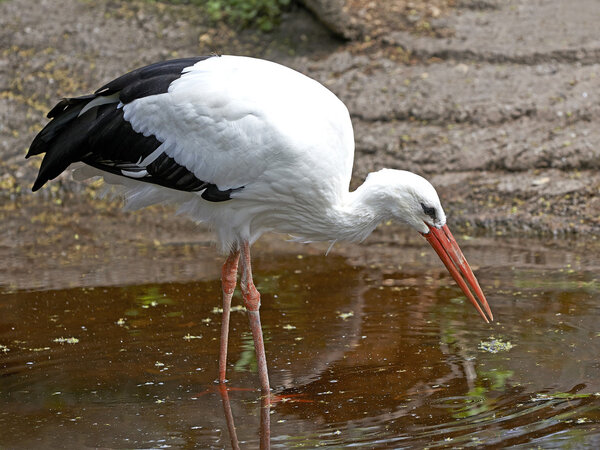 White Stork (Ciconia ciconia)