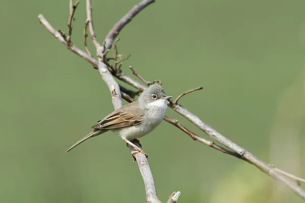 Garganta blanca común (Sylvia communis) —  Fotos de Stock