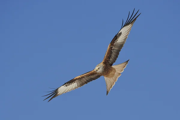 Cometa roja (Milvus milvus) — Foto de Stock