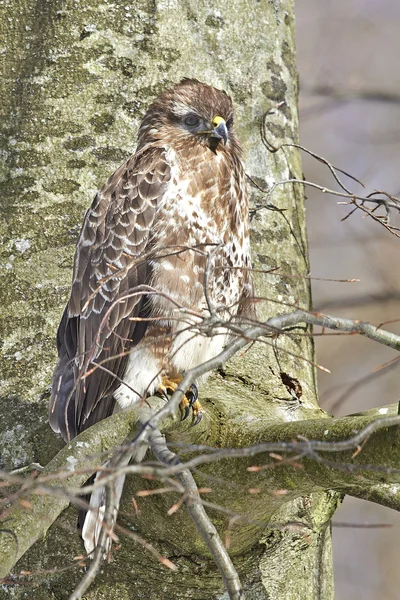 Búzio-comum (Buteo buteo) — Fotografia de Stock