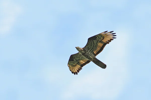 Buzzard de mel europeu (Pernis apivorus) — Fotografia de Stock