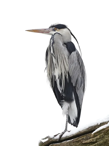 灰鲱鱼(Ardea cinerea)) — 图库照片