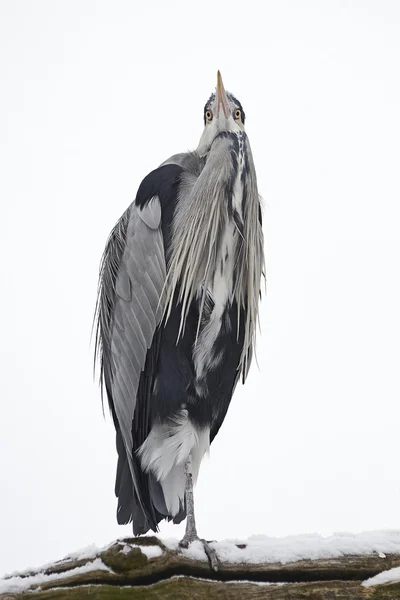 Grey Heron (Ardea cinerea) — Stock Photo, Image