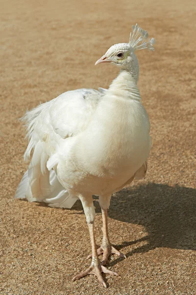 Белая индийская павлинья (Pavo cristatus) ) — стоковое фото