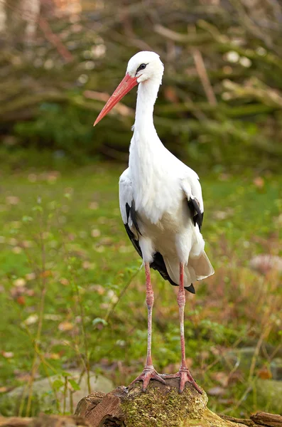 Cicogna bianca (Ciconia ciconia) — Foto Stock