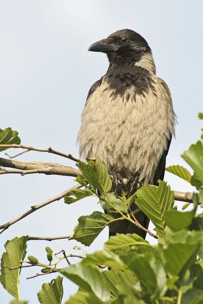 Kapüşonlu Karga (Corvus Cornix) — Stok fotoğraf