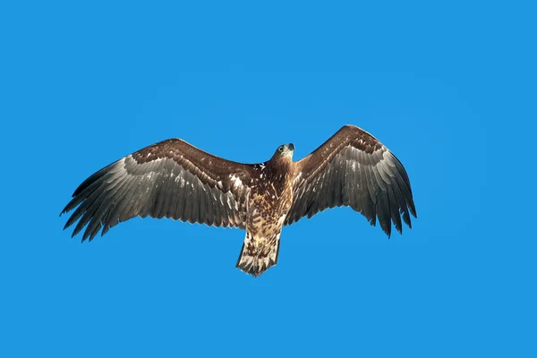 Águila de cola blanca (Haliaeetus albicilla) — Foto de Stock