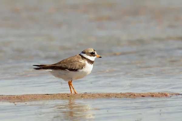 Pluvier annelé (Charadrius hiaticula) ) — Photo