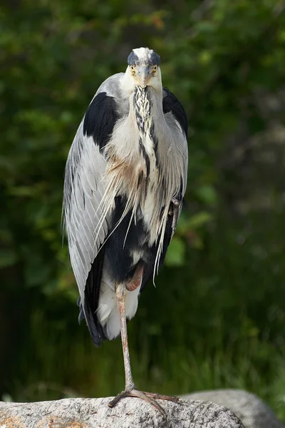 Gri Heron (Ardea cinerea) — Stok fotoğraf