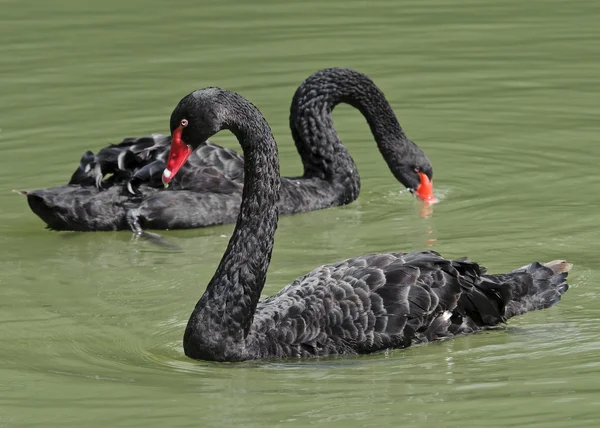 黒白鳥（Cygnus atratus）) — ストック写真