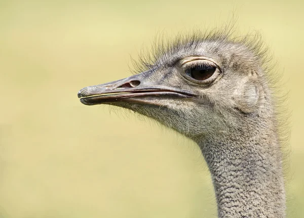 Обыкновенный страус (Struthio camelus ) — стоковое фото