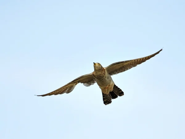 Common Cuckoo (Cuculus canorus) — Stock Photo, Image