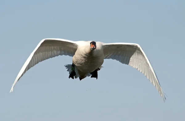 Ztlumit labuť (Cygnus olor) — Stock fotografie