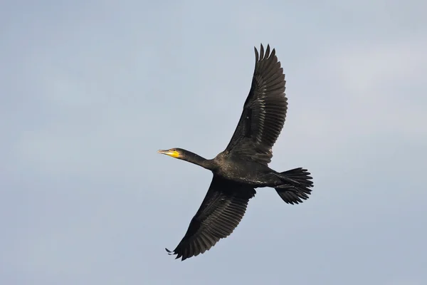 Великий баклажан (Phalacrocorax carbo ) — стокове фото