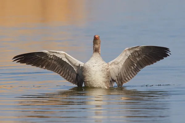 Greylag Goose (Anser anser) — Stock Photo, Image