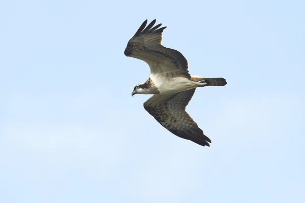 Osprey (Haliéto de pandião ) — Fotografia de Stock