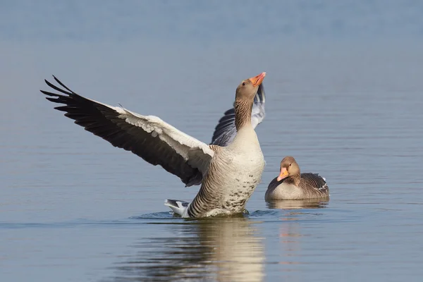 Greylag Goose (Anser anser) — Stock Photo, Image