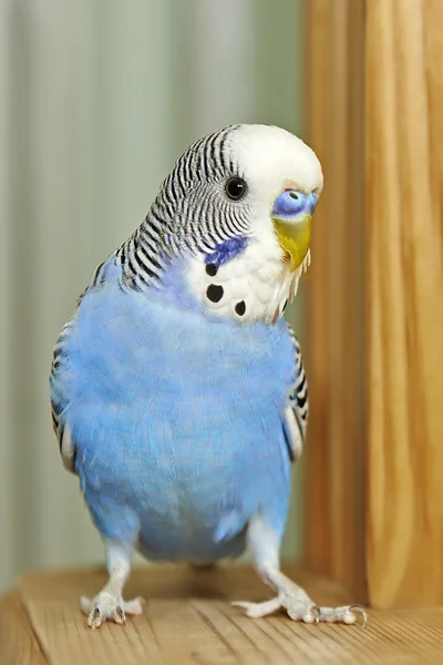 Blue Budgerigar (Melopsittacus undulatus) — Stock Photo, Image