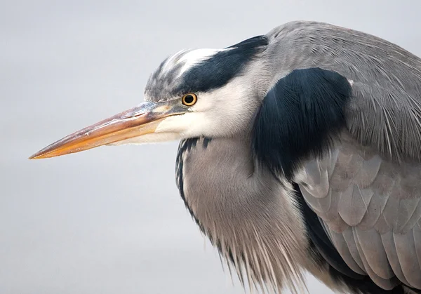 灰鲱鱼(Ardea cinerea)) — 图库照片