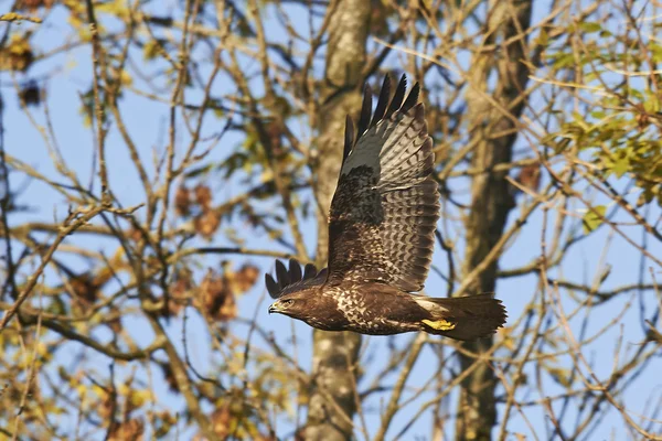 Buitre común (Buteo buteo) — Foto de Stock