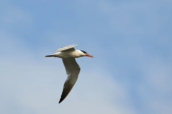 Rybák obecný (Hydroprogne caspia) — Stock fotografie