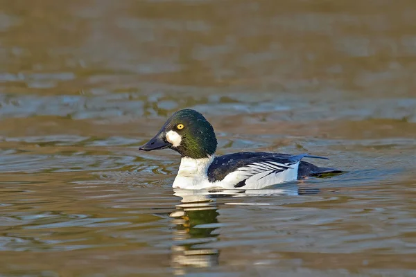 Goldeneye comum (Bucephala clangula ) — Fotografia de Stock