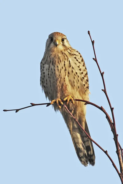 Cestrel-comum (Falco tinnunculus)) — Fotografia de Stock