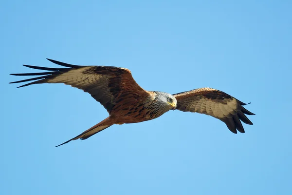 Red kite (Milvus milvus) — Stock Photo, Image