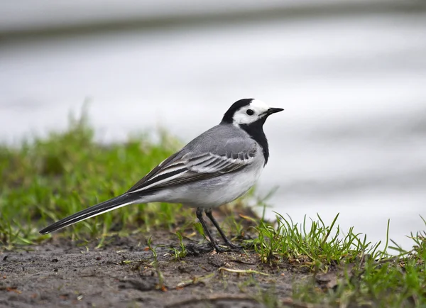 Hvit tang (Motacilla alba) – stockfoto