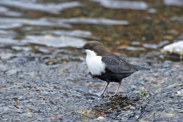 Beyaz boğazlı Kepçe (cinclus cinclus) — Stok fotoğraf