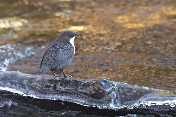 白のどディッパー (cinclus cinclus) — ストック写真