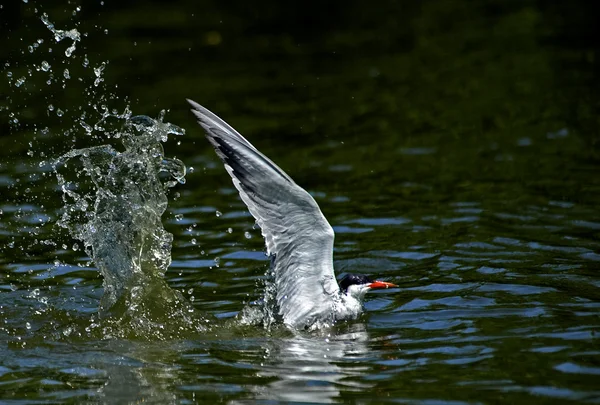 Common Tern (Sterna hirundo)) — 图库照片