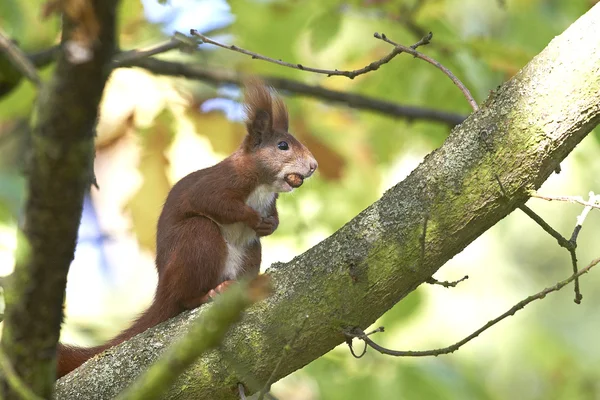 Eurazjatycka wiewiórka czerwona (Sciurus vulgaris) — Zdjęcie stockowe
