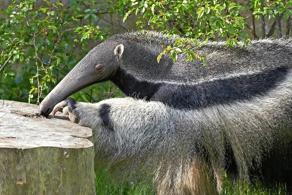 Anteater géant (Myrmecophaga tridactyla) ) — Photo