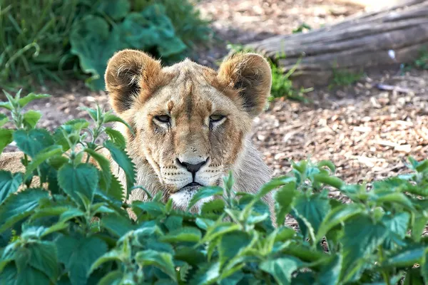 Leeuw (Panthera leo)) — Stockfoto