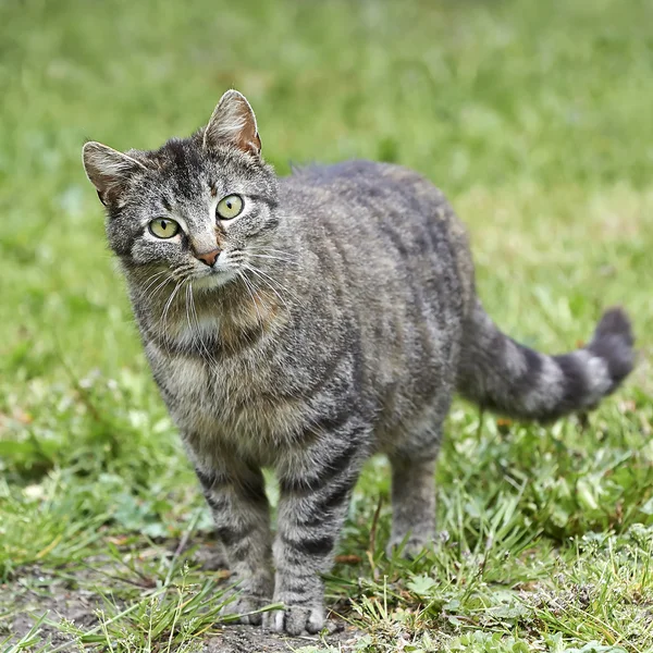 Gato doméstico (Felis catus ) — Fotografia de Stock