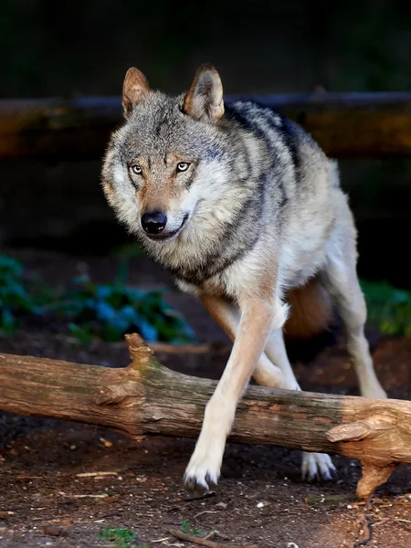 Γκρι λύκος (canis lupus) — Φωτογραφία Αρχείου