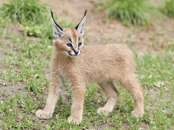 Каракал (Caracal Caracal) ) — стоковое фото