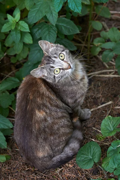 Kot (felis catus) — Zdjęcie stockowe