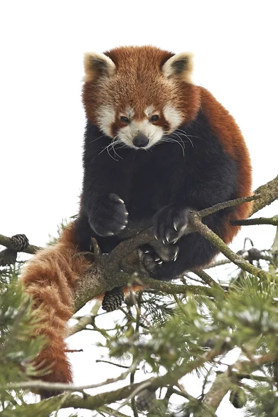 Röd Panda (Ailurus fulgens) — Stockfoto