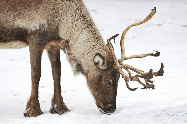 Rensdyr (Rangifer tarandus ) - Stock-foto