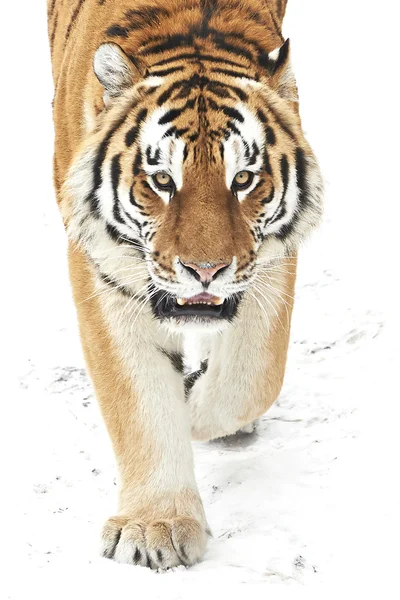 Amur tigre (Panthera tigris altaica ) — Fotografia de Stock