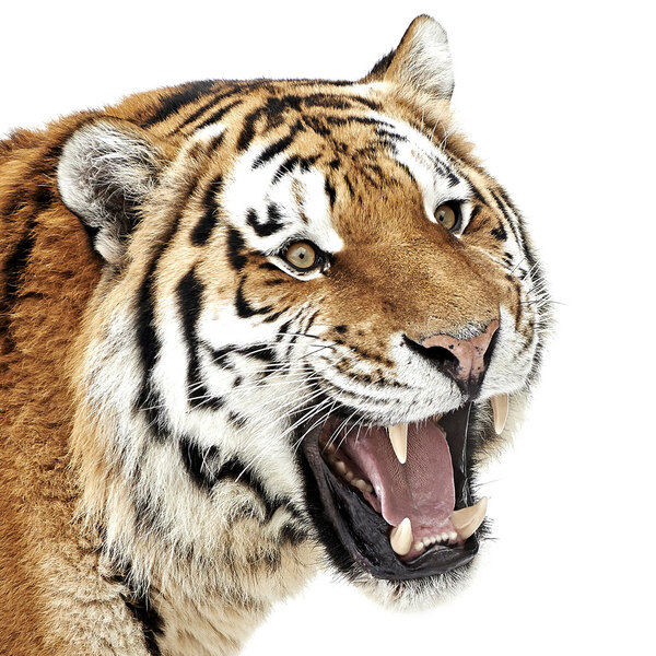 Amur Tiger (Panthera tigris altaica)