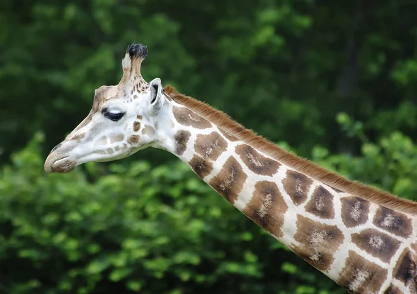 Giraffe (Giraffa camelopardalis) — Stock Photo, Image