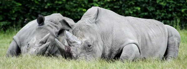 흰 코뿔소 (Ceratotherium simum)) — 스톡 사진