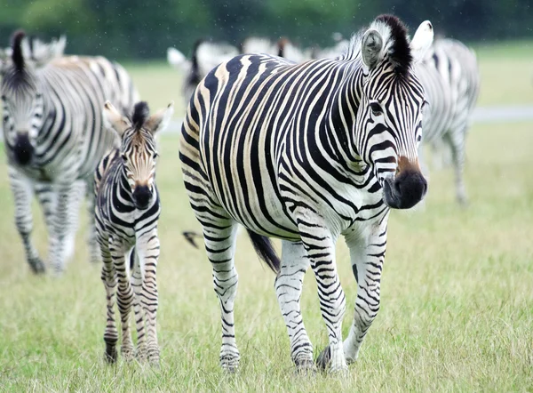 Slätterna zebra (equus burchelli chapmani) — Stockfoto