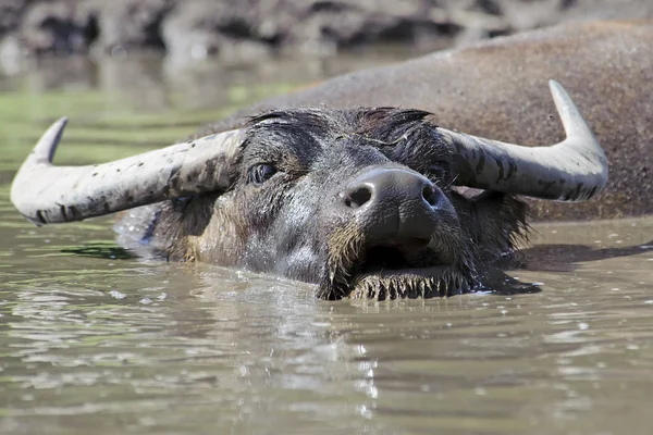 Vild vattenbuffel (bubalus arnee) — Stockfoto
